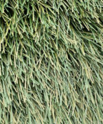 Крупный план монофиламентного ворса искусственной травы FieldTurf XM7 50-14 для спортивных полей