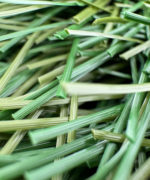 Макро-фотография полиэтиленовых монофиламентных нитей искусственной травы FieldTurf XM7 60-13 крупным планом